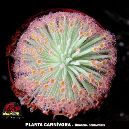 comprar planta carnivora Drosera derbyensis