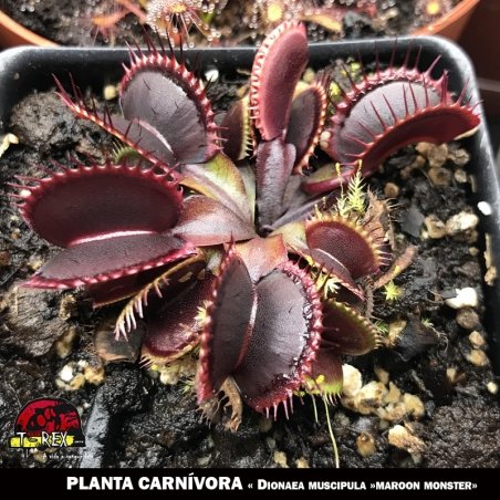 planta carnivora vermelha