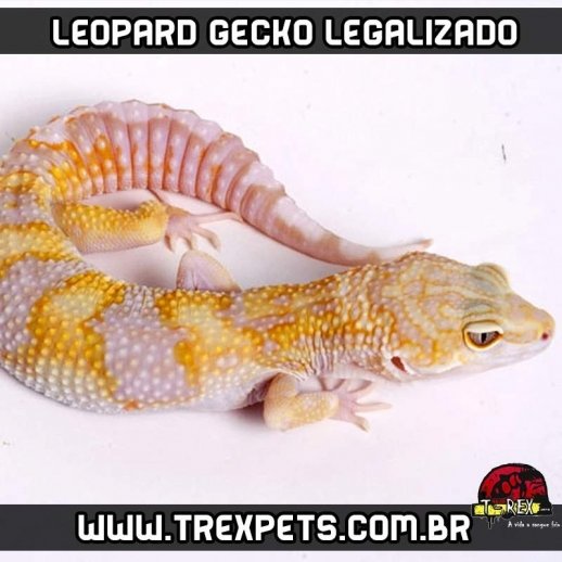 Leopard Gecko Criadouro Répteis Legalizado
