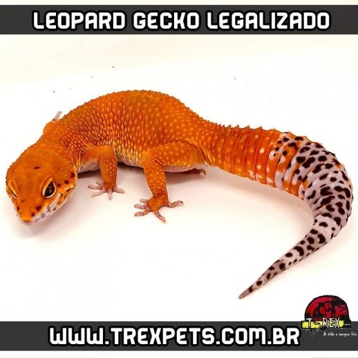 comprar Leopard Gecko em sp