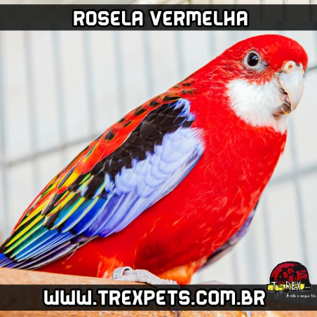 rosela vermelha a venda