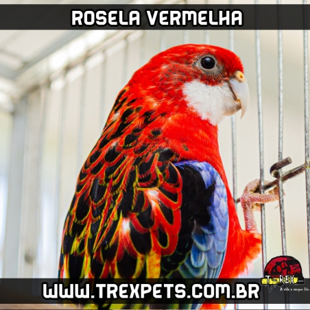 comprar rosela vermelha