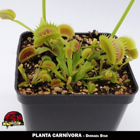 Dioneia Star Planta carnivora curitiba