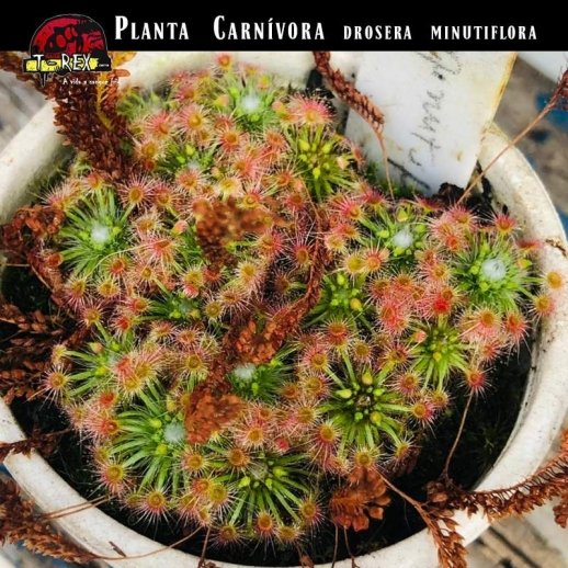 Planta carnivora Drosera pigmeia Minutiflora