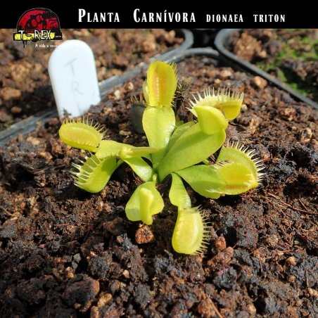 muda planta carnivora dioneia triton