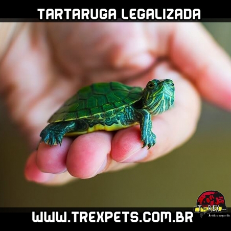 comprar Tartaruguinha tigre dagua