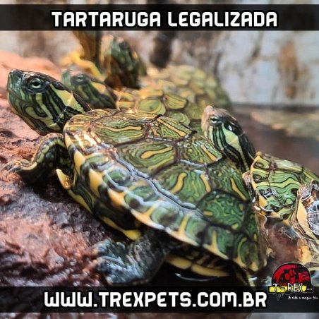 onde vende tartaruga legalizada