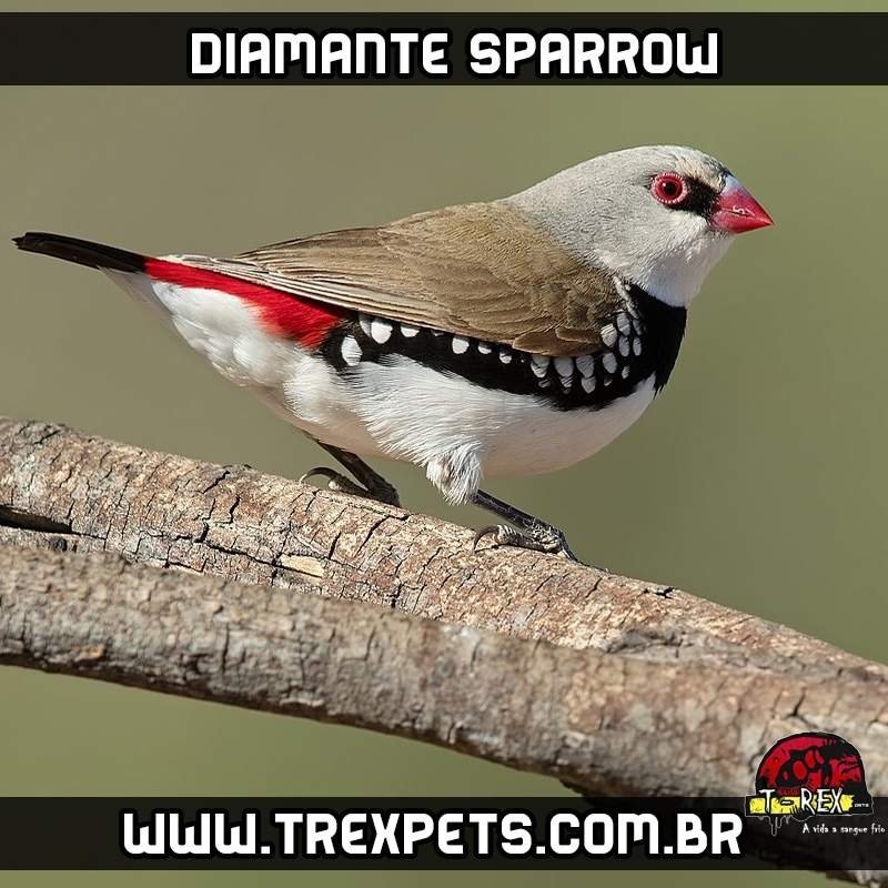 Venda de diamante sparrow