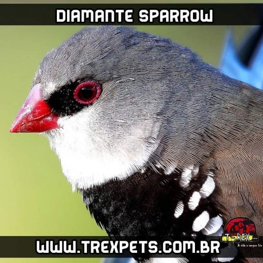 comprar diamante sparrow