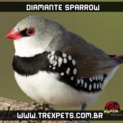 criadouro de diamante sparrow