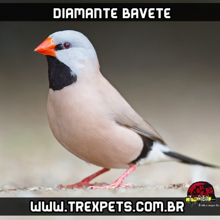 diamante bavete a venda