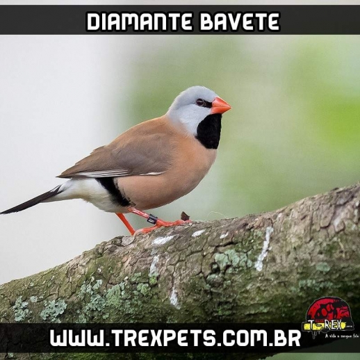 criadouro diamantes bavete