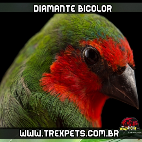 venda diamante bicolor