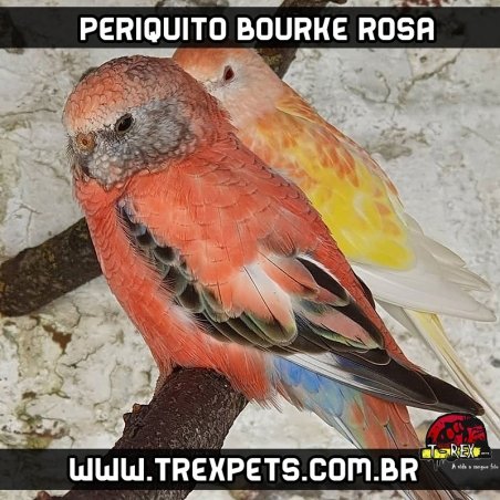 reproducao periquito bourke rosa