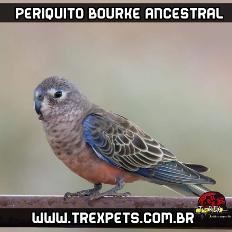 venda de periquito bourke ancestral