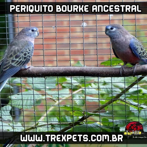 mutacao de periquito bourke