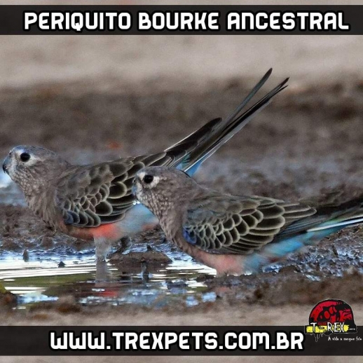 criatorio periquito bourke