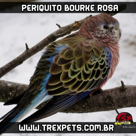 periquito bourke gaviao venda