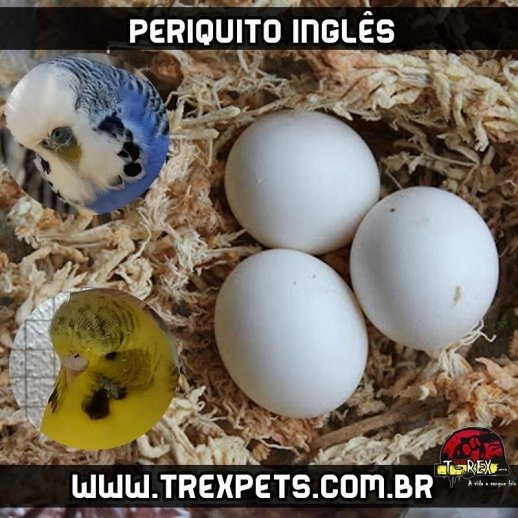 Ovos de periquito ingles reproducao