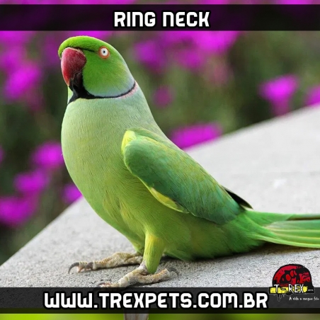 ring neck londrina