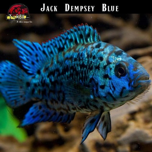 Ciclídeo Africano Jack Dempsey Blue