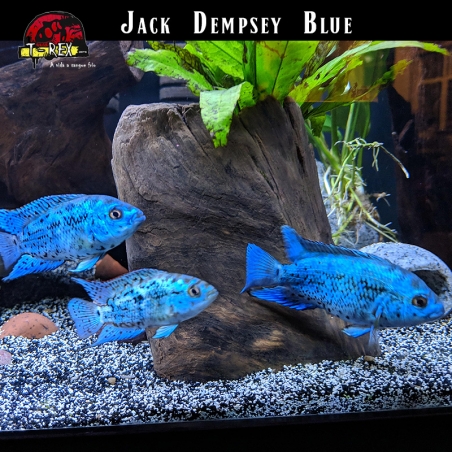 Jack Dempsey Blue