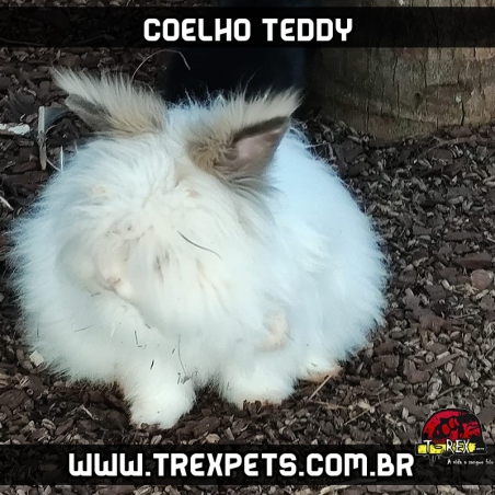 mini coelho peludo