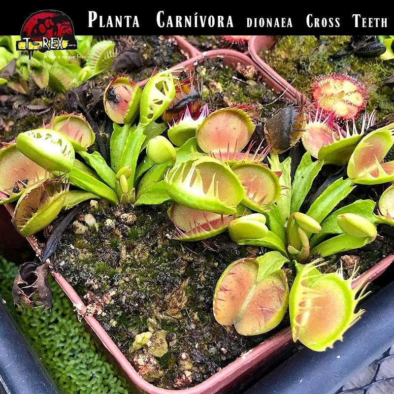 Planta Carnívora em Minas Gerais