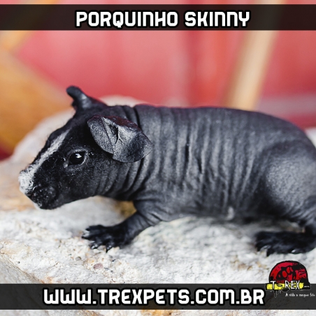 Porquinho da Índia Skinny