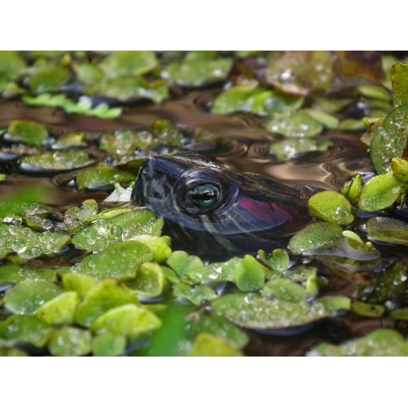 Salvínia auriculata