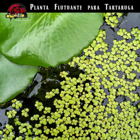 planta flutuante