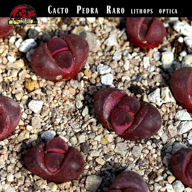 Muda Cacto Pedra Vermelho Rubro