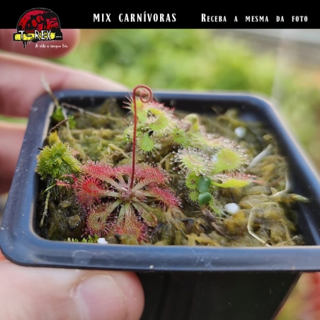 Plantas carnivoras a venda