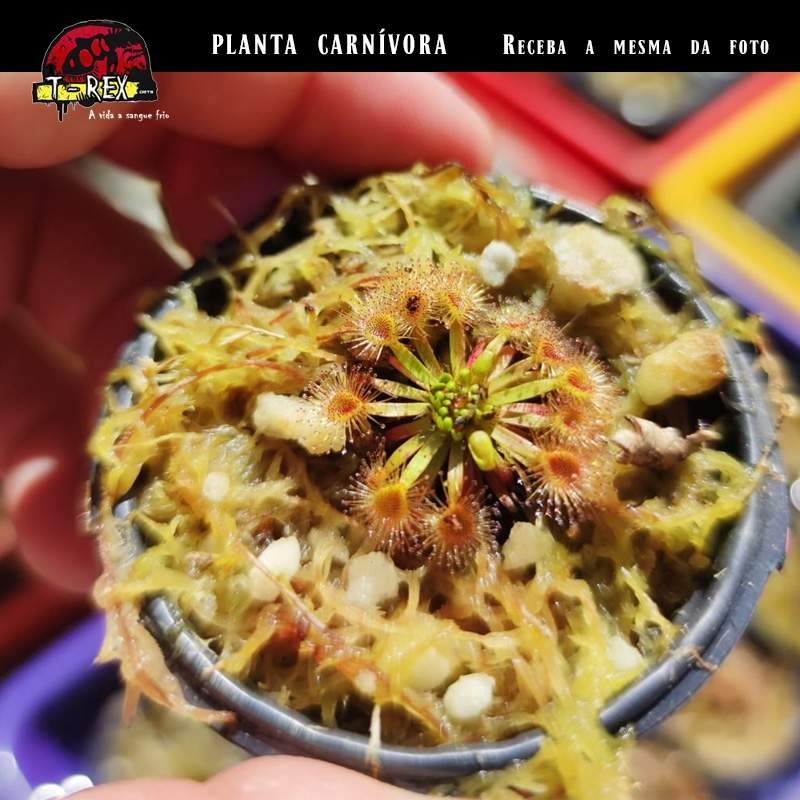 Planta Carnívora Pigmeia