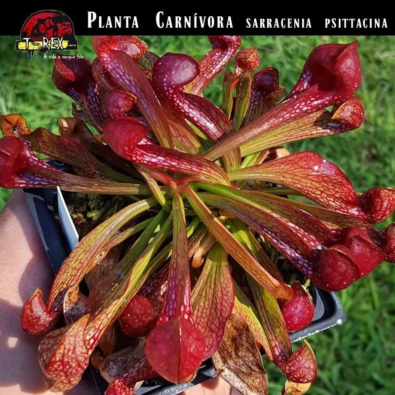 Comprar planta carnivora