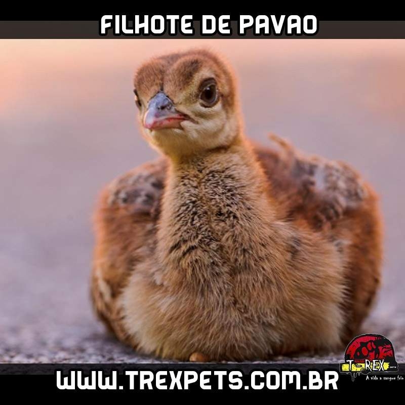 Filhote de pavão Londrina Maringa