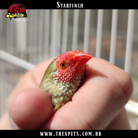 comprar diamante starfinch