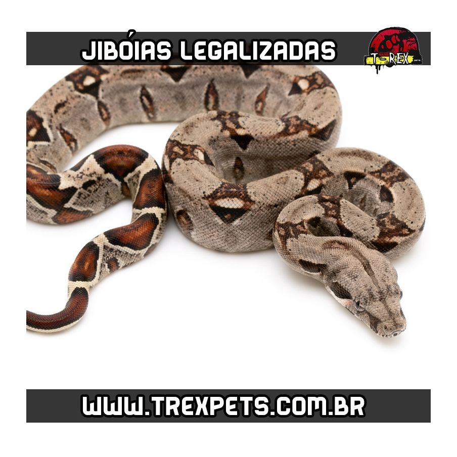 Filhotes de Jibóias Legalizada