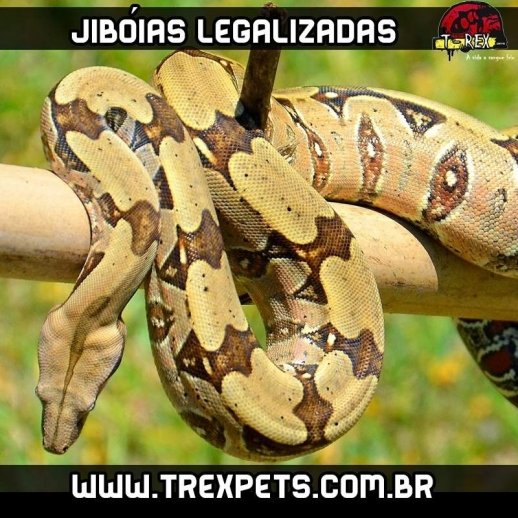 Serpente Jibóia Legalizada