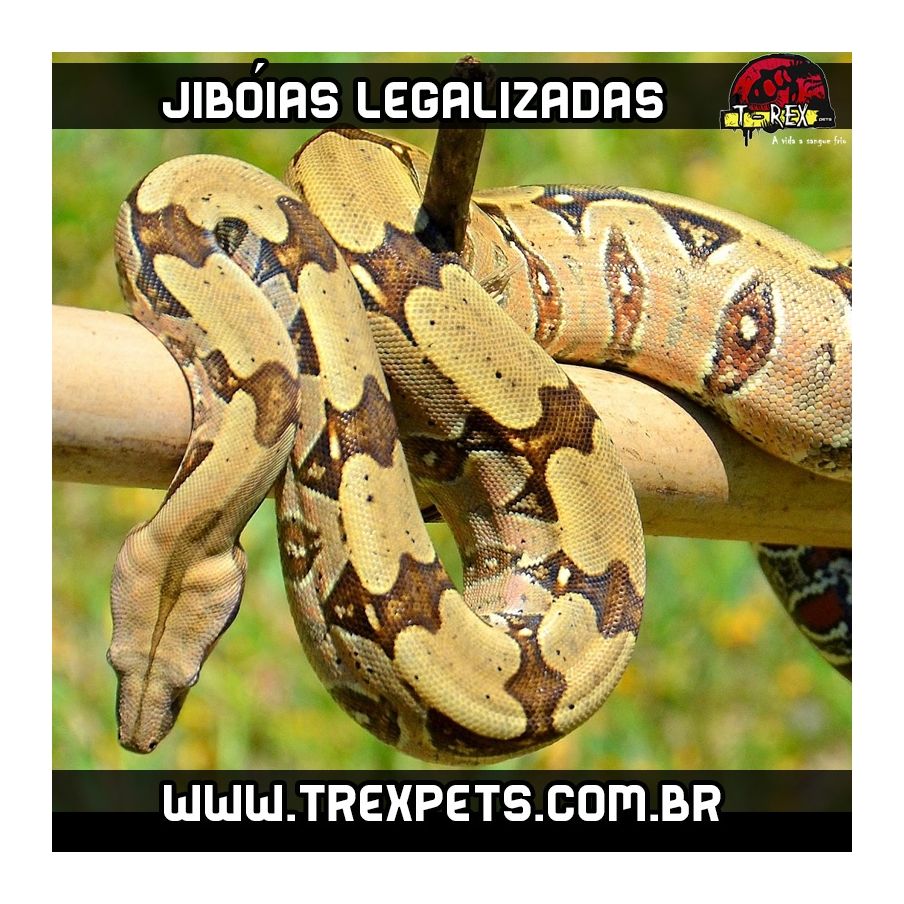 Serpente Jibóia Legalizada