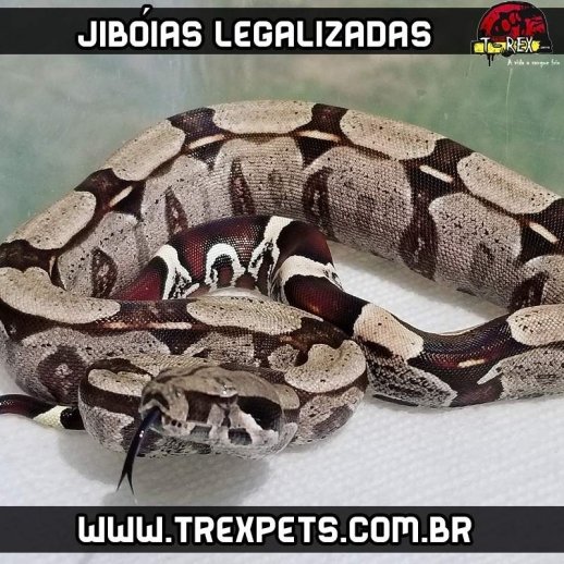 Cobra jiboia legalizada