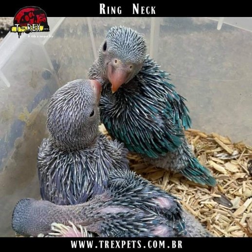 comprar Pássaro ring neck