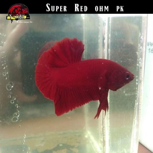 Peixe Betta Super Red Ohm