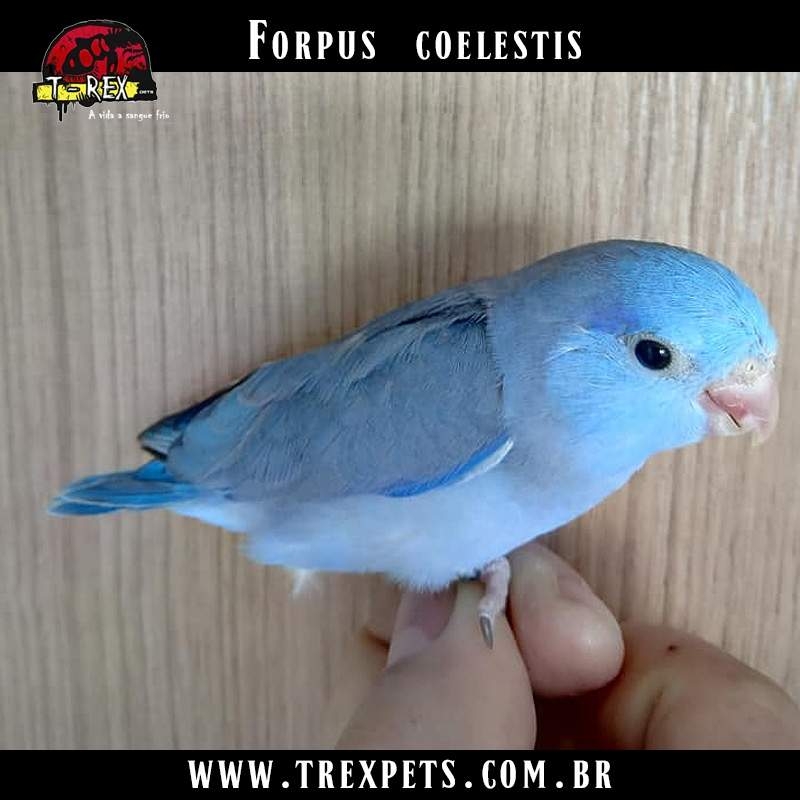 comprar forpus coelestis