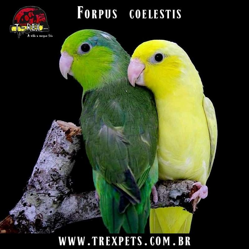 Comprar papagaio forpus coelestis