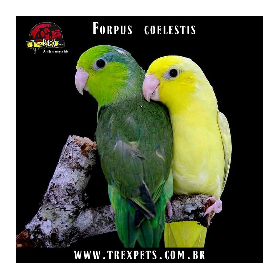 Comprar papagaio forpus coelestis