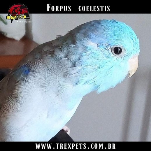 Comprar papagaio forpus azul