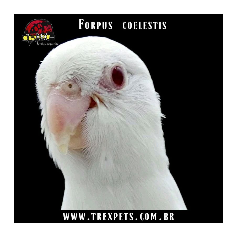 Papagaio forpus albino