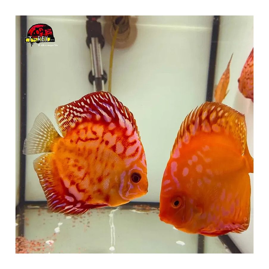 comprar peixes disco
