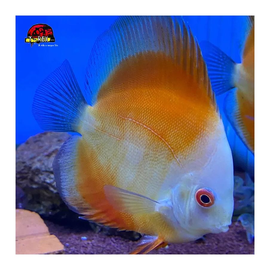 venda de peixe disco